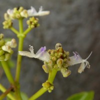 Coleus velutinus (Trimen) A.J.Paton